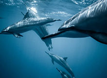 半岛体育登录-Kaiyun官网：连接梦想与现实的云端新纪元